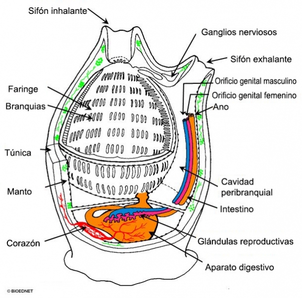 Anatomía Clavelina
