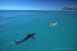 White Shark and Kayak