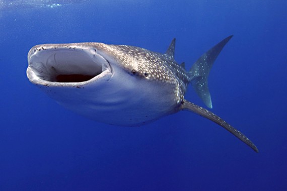 tiburon-ballena