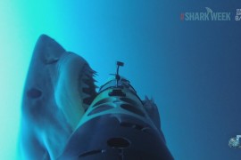 tiburon-blanco-ataca-camara